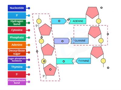 Structure of DNA