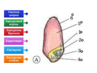 Будова насінини однодольних рослин