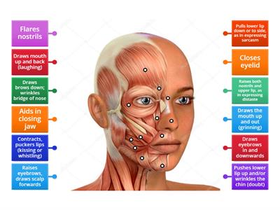 Muscles of the head, neck and shoulders 