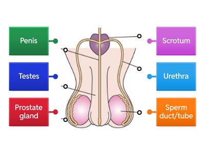 Junior cert Male Reproductive System 