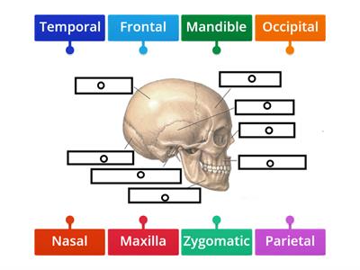 Level 2 Bones of the Head