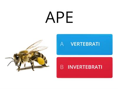 VERTEBRATI O INVERTEBRATI?