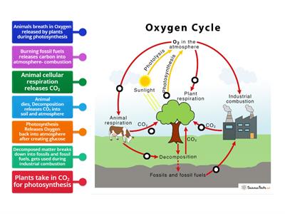 Oxygen - Carbon Cycle