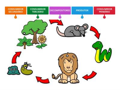 CADEIA ALIMENTAR (4º ANO)