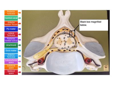 Spinal cord (superior)