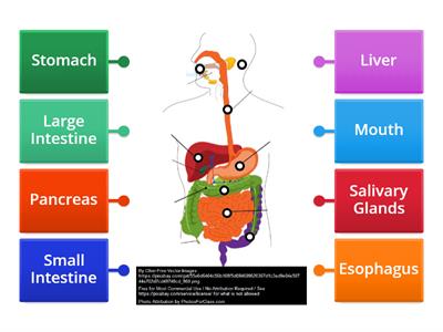 Label the Digestive System