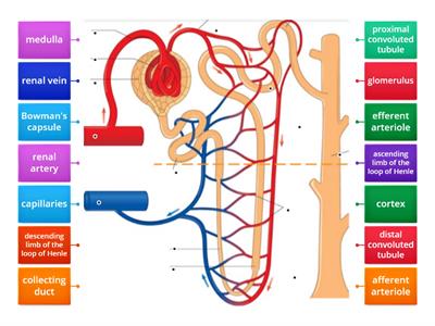 nephron structure