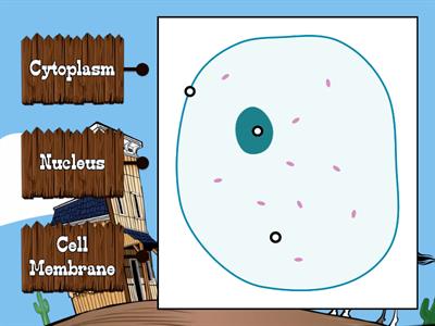 Basic Animal Cell