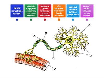 Př-9 NEURON (popis a funkce)