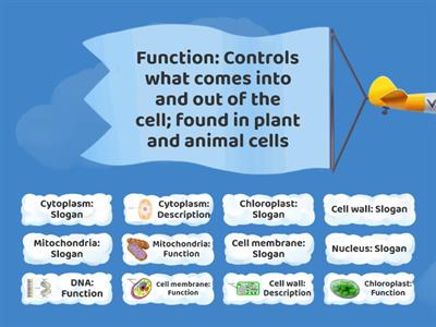 Cell Organelle Matching