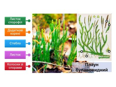 7 клас Лабораторна робота 5 Інфографіка
