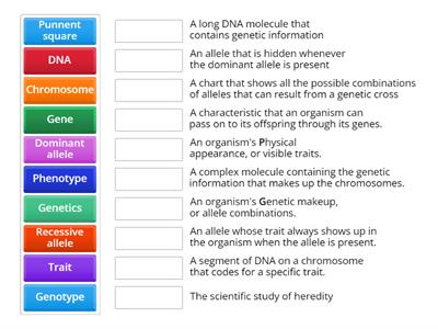 Genetics Vocab