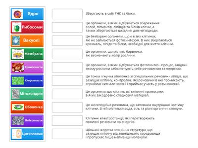 Органели рослинної клітини