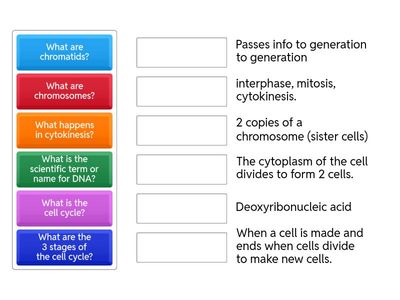 Cell cyle mitosis