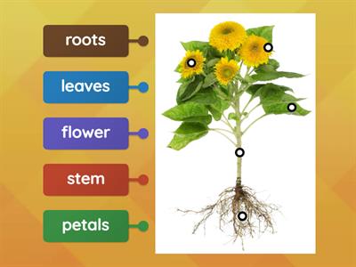 TLC: Can I label parts of a plant?