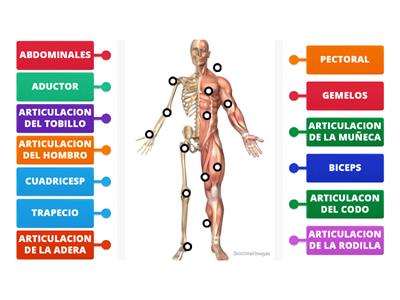 MUSCULOS Y ARTICULACIONES