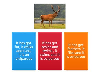 Learning about English animals