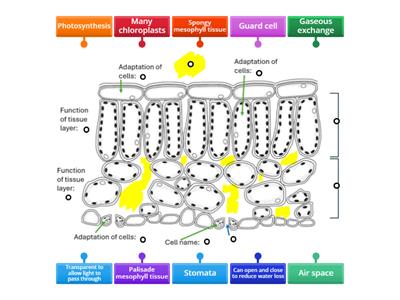 The leaf - structures, functions, adaptations and tissues