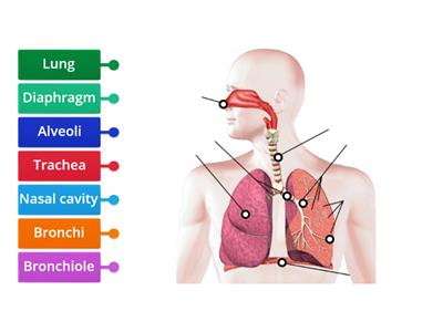 Respiratory System 5th B