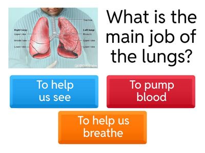 The Respiratory system