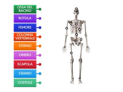 OSSA DELLO SCHELETRO