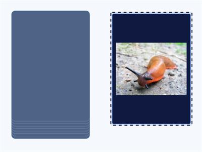 Insects speaking and listening