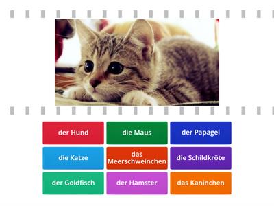 Haustiere (Hallo A.2)