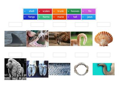 Animal Body Parts - Match up