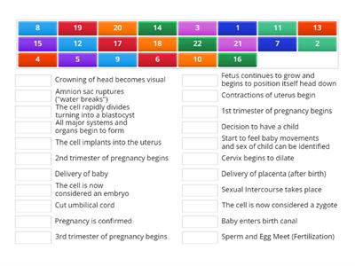 From Conception to Birth