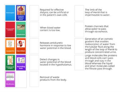 Kidney Function