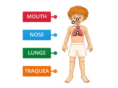 RESPIRATORY SYSTEM