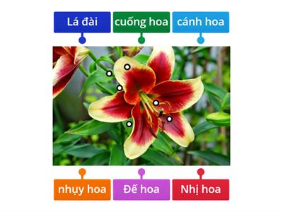 Cấu tạo của Hoa