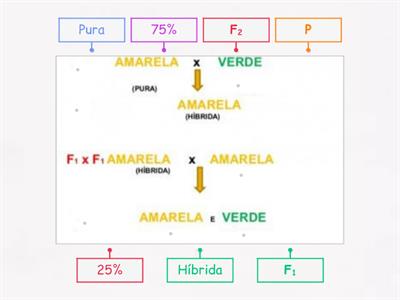 1ª Lei de Mendel