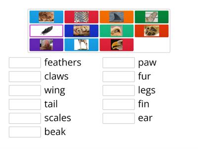 Animal Body Parts