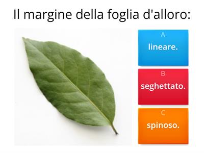 FOGLIE