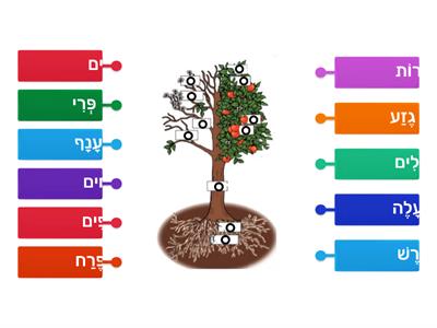 חלקי העץ -  ט"ו בשבט