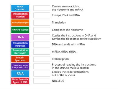 Biology Protein Synthesis 