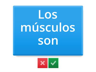 Músculos