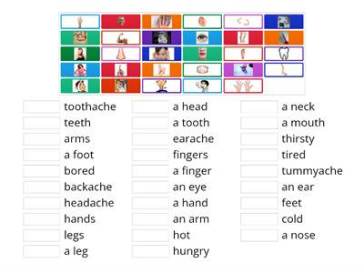 Bugs Team 2 Unit 4 body parts