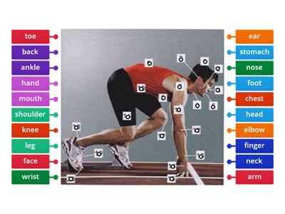 Unit 3_Body parts