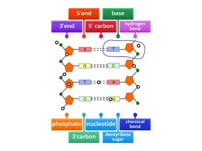 DNA structure