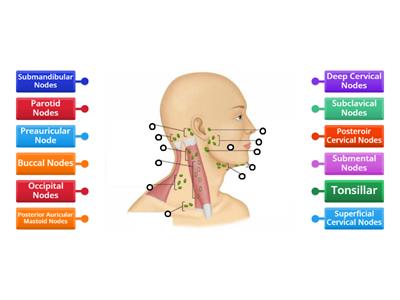 Lymph nodes of face head neck 