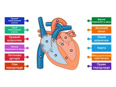 Будова серця людини