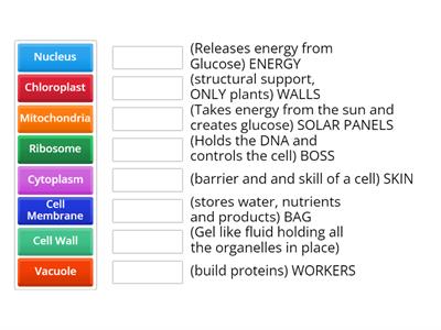 Parts of a cell Functions