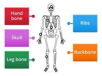 Human Skeletal System