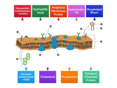 Cell Membrane Diagram