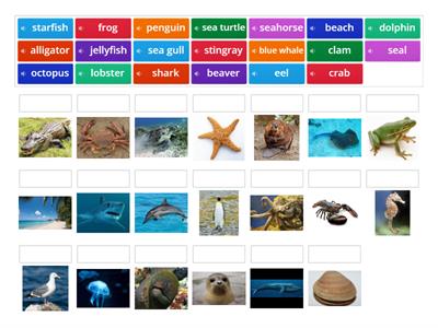 sea (water) animals (match up)