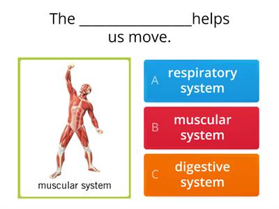 Muscular system