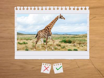 Wild animals-10 Vocabs-1-1