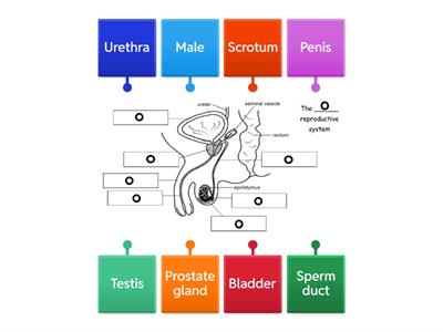 Male reproductive system word wall